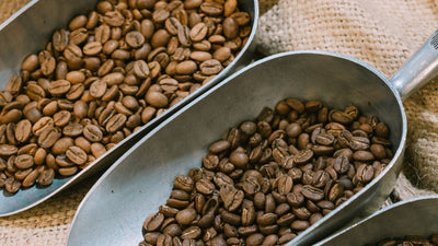 Les différentes variétés d'Arabica : Typica, Bourbon, Gesha… quelles différences ?